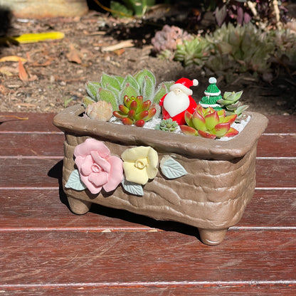 Christmas gift ideas succulent arrangement only local pick up from Gymea NSW 2227