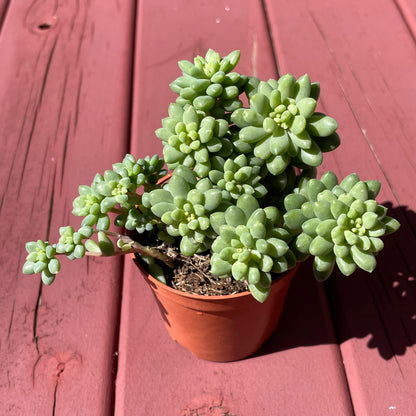 Succulent Sedum Billy Beans Live Plant