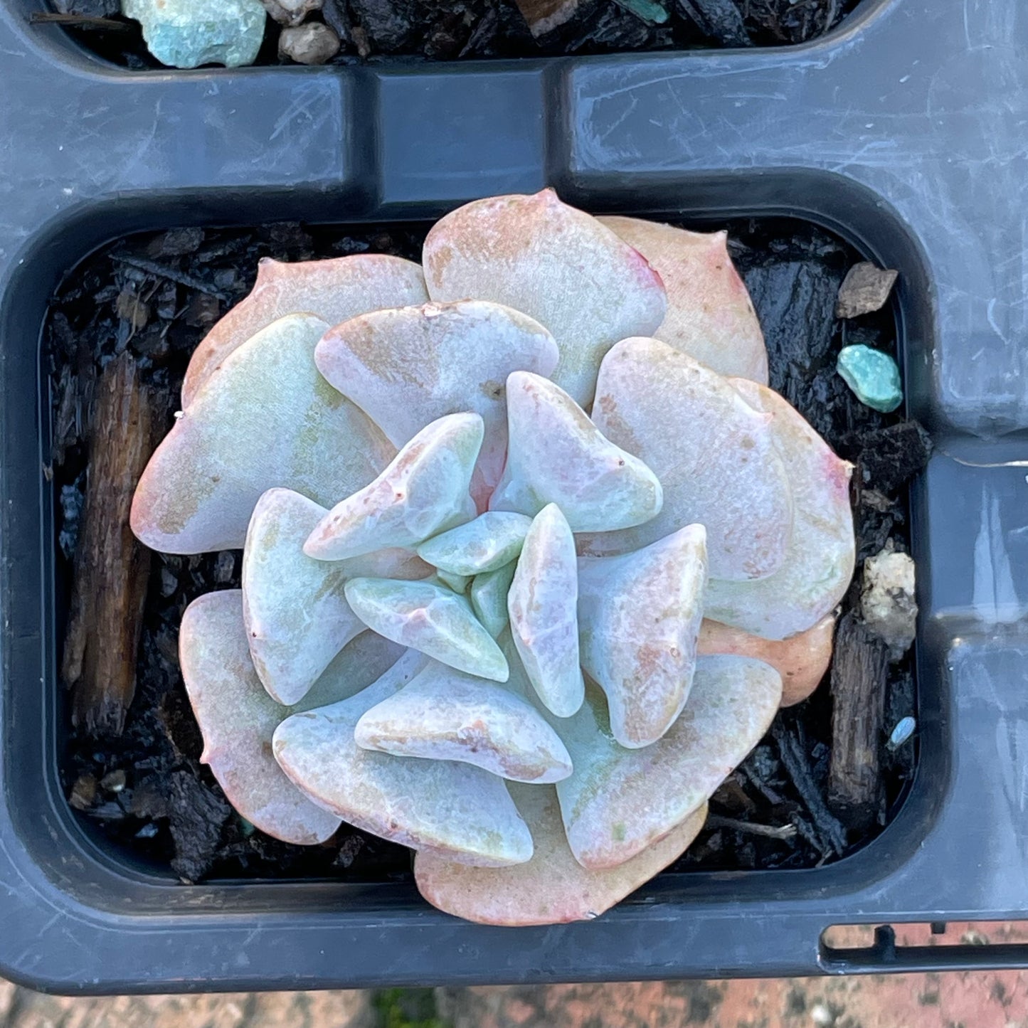 Echeveria set