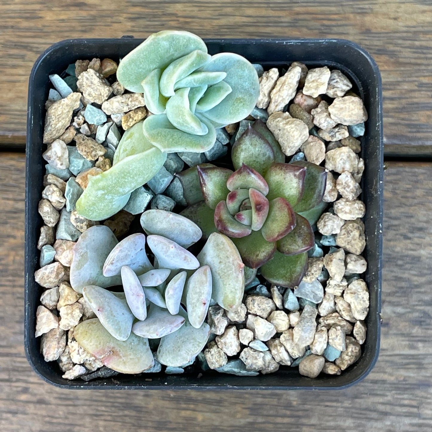 Succulent 3-Pack – Echeveria, ‘Lovely Rose’, ‘Cubic Frost’