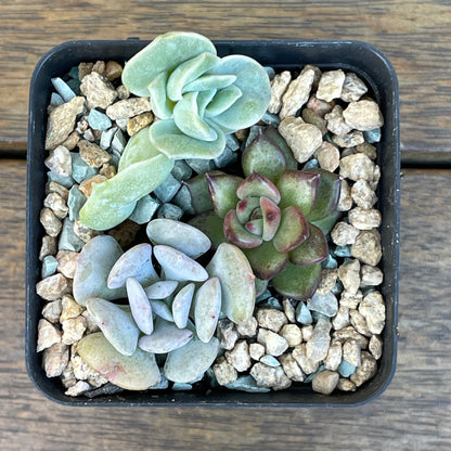 Succulent 3-Pack – Echeveria, ‘Lovely Rose’, ‘Cubic Frost’