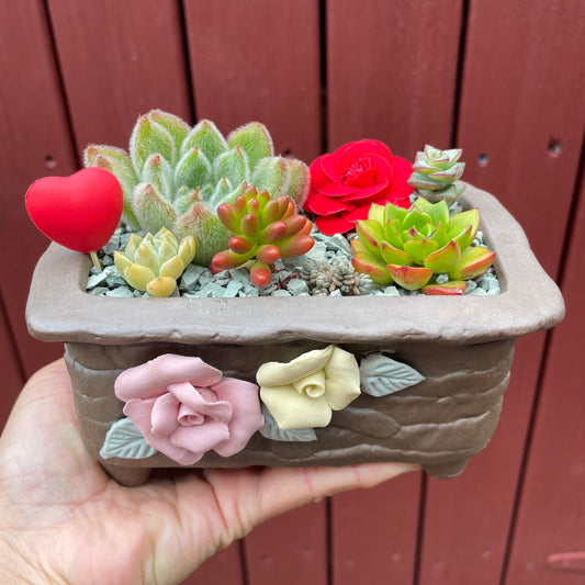 Succulent Gift Arrangement  5 Varieties