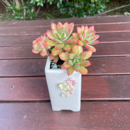 Succulent Echeveria ‘Minibelle’ Red and pot