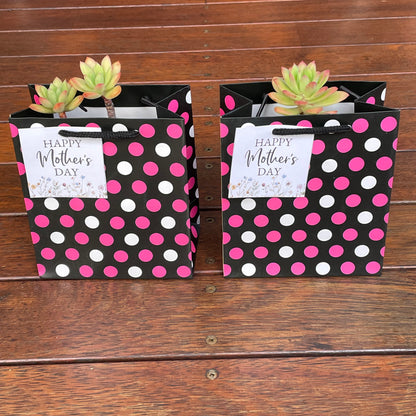 Succulent Collection Mother’s Day gift only local pick up from Gymea NSW 2227