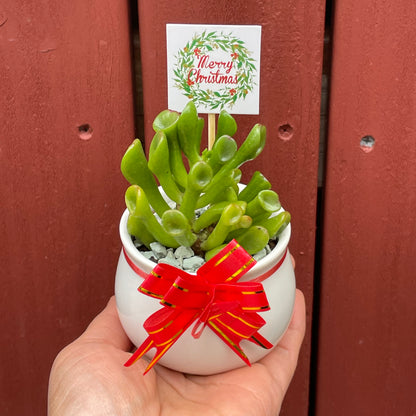 Christmas Succulent Favours – White Ceramic Pot 6.5cm – Eco-Friendly Teacher Gifts, Gymea NSW Pick Up