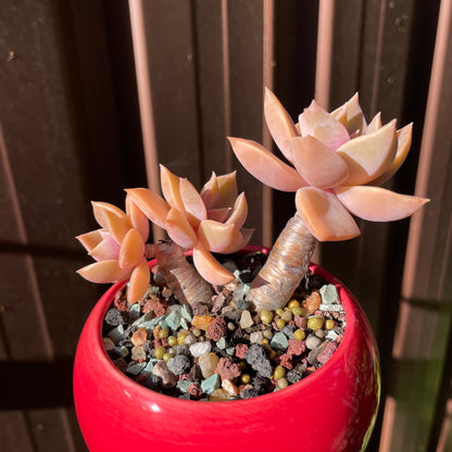 Succulent Graptoveria 'Douglas Huth' Bonsai  Thick Stems