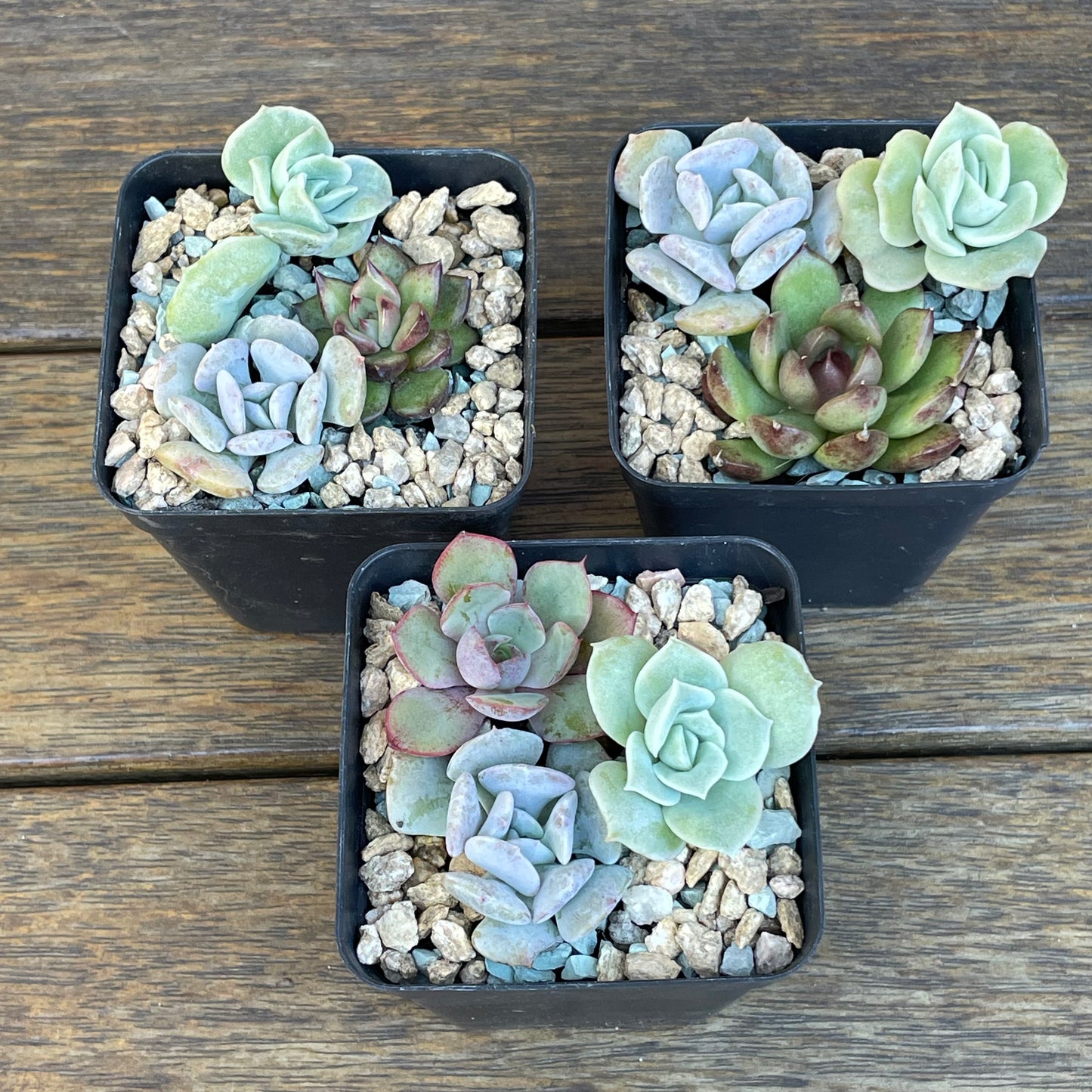 Succulent 3-Pack – Echeveria, ‘Lovely Rose’, ‘Cubic Frost’