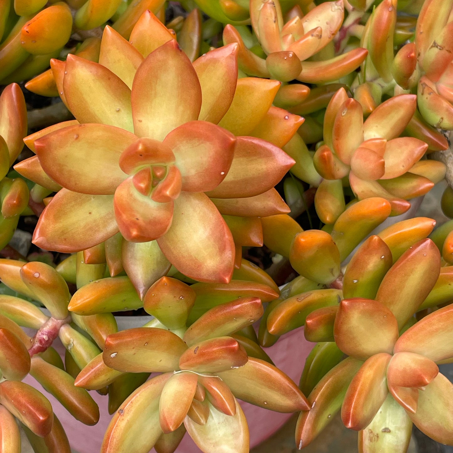 Sedum Adolphi Cuttings 6cm