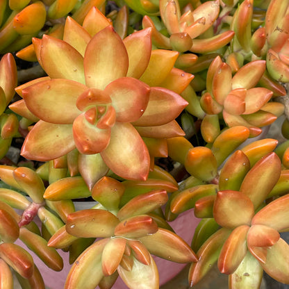 Sedum Adolphi Cuttings 6cm