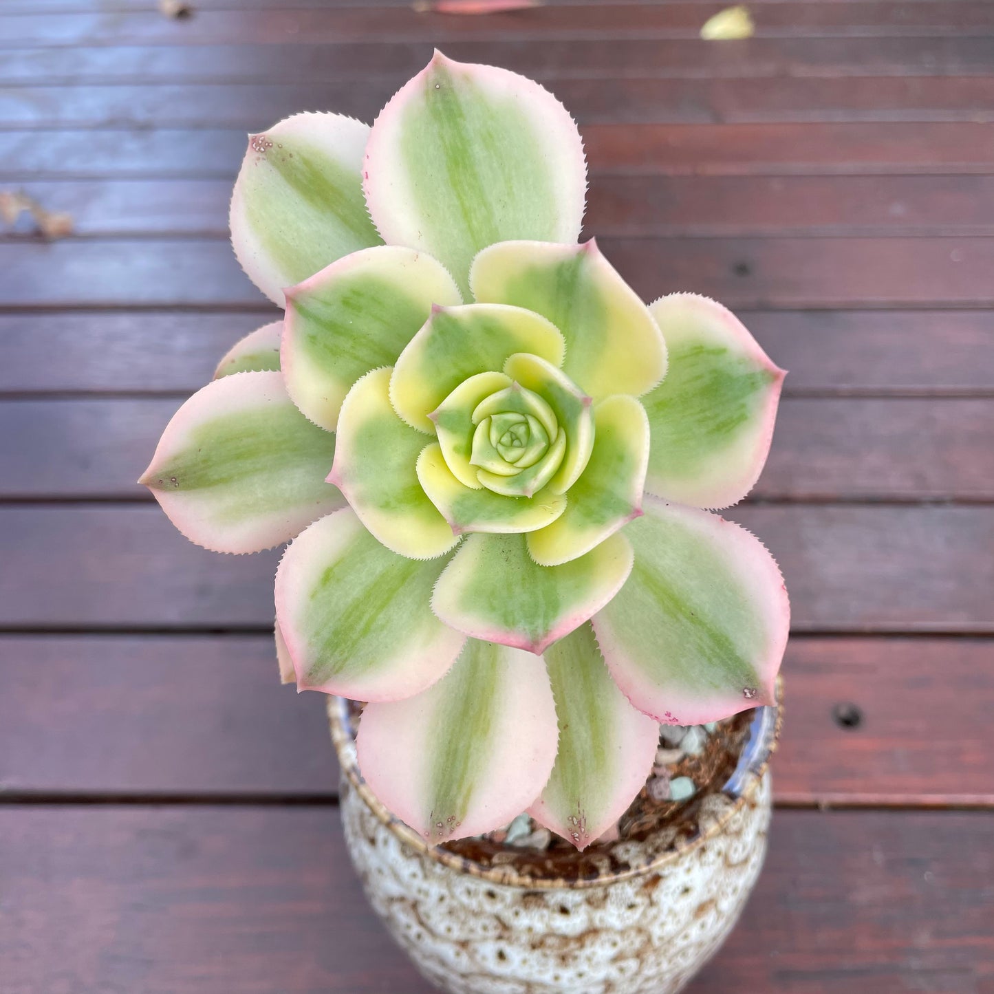 Aeonium Sunburst Variegated 2 heads