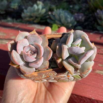 2x Echeveria Succulent Plants Cubic Frost & Orion Live Rooted AU