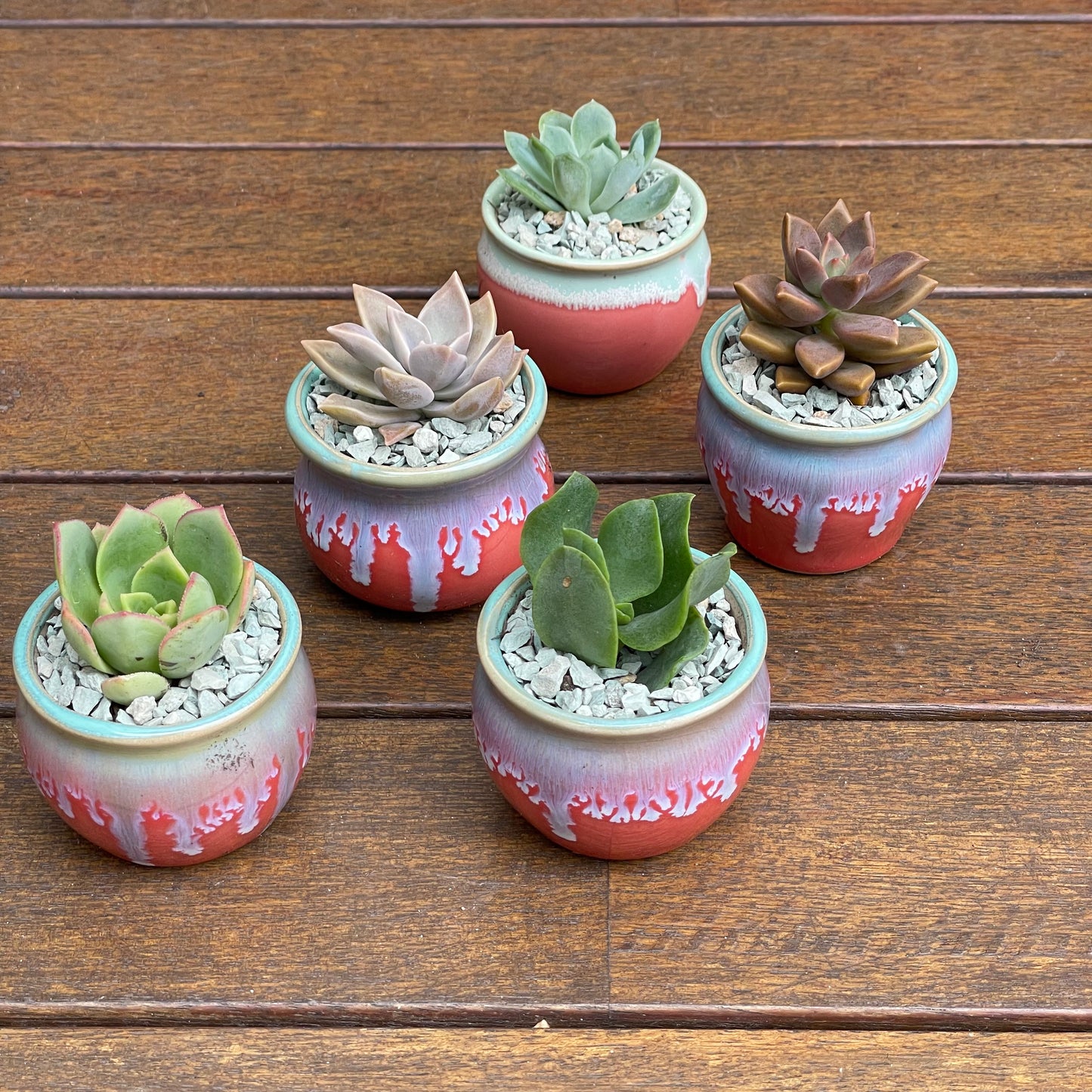 Succulent Favours: colourful ceramic glazed pot. Only local pickup no delivery