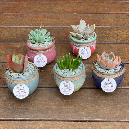 Succulent Favours: colourful ceramic glazed pot. Only local pickup no delivery