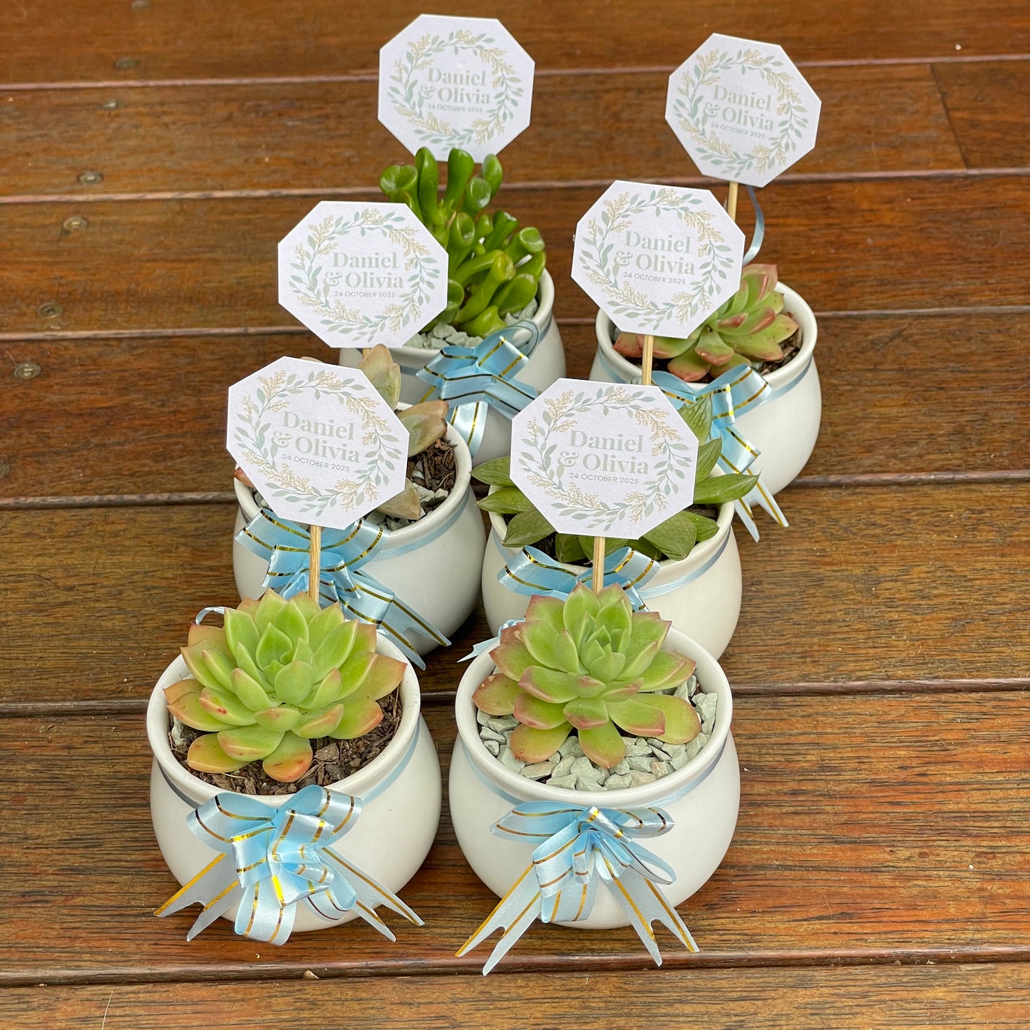Wedding Succulent Favours – White Ceramic Pot 6.5cm – Eco-Friendly Guest Gifts, Personalised Tags, Gymea NSW Pick Up