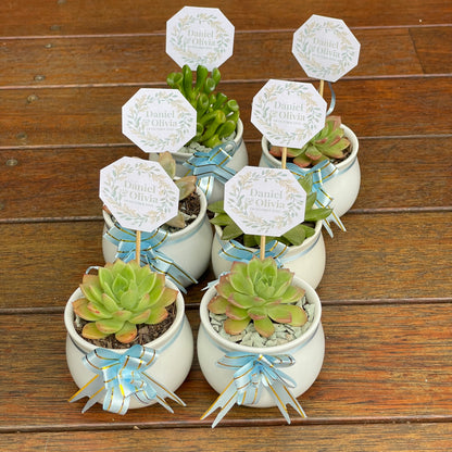 Wedding Succulent Favours – White Ceramic Pot 6.5cm – Eco-Friendly Guest Gifts, Personalised Tags, Gymea NSW Pick Up