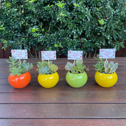 Succulent Wedding Favour Colourful Pot