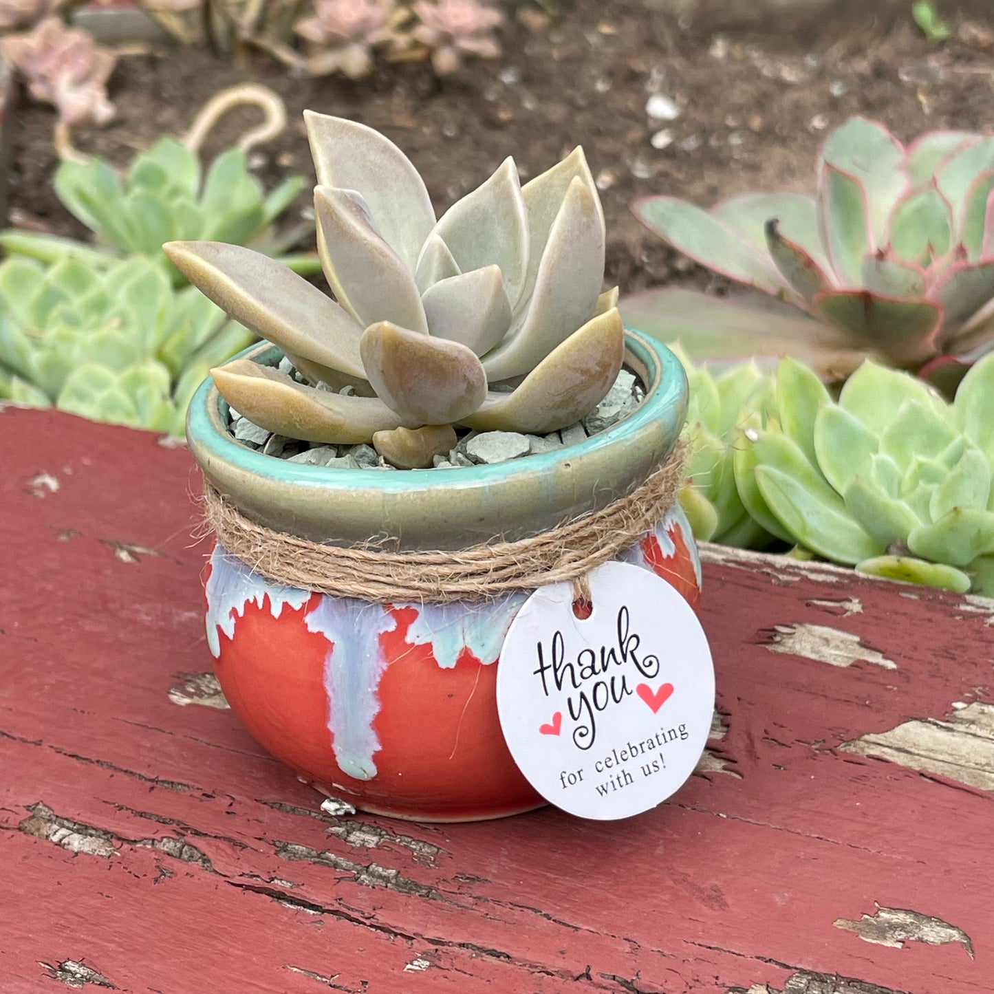 Succulent Favours: colourful ceramic glazed pot. Only local pickup no delivery