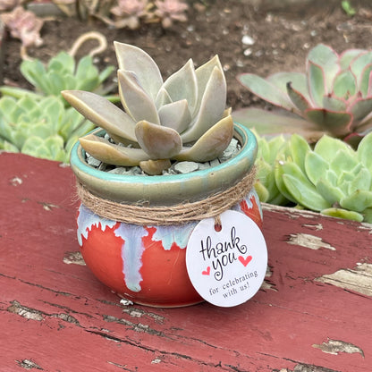 Succulent Favours: colourful ceramic glazed pot. Only local pickup no delivery