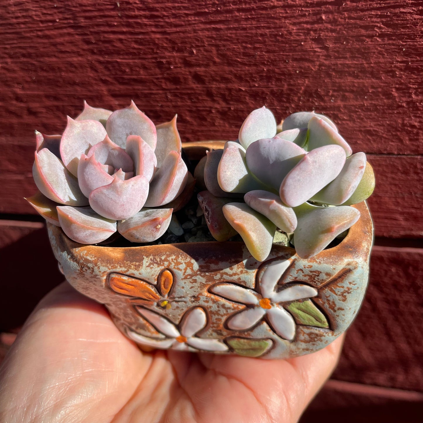 2x Echeveria Succulent Plants Cubic Frost & Orion Live Rooted AU