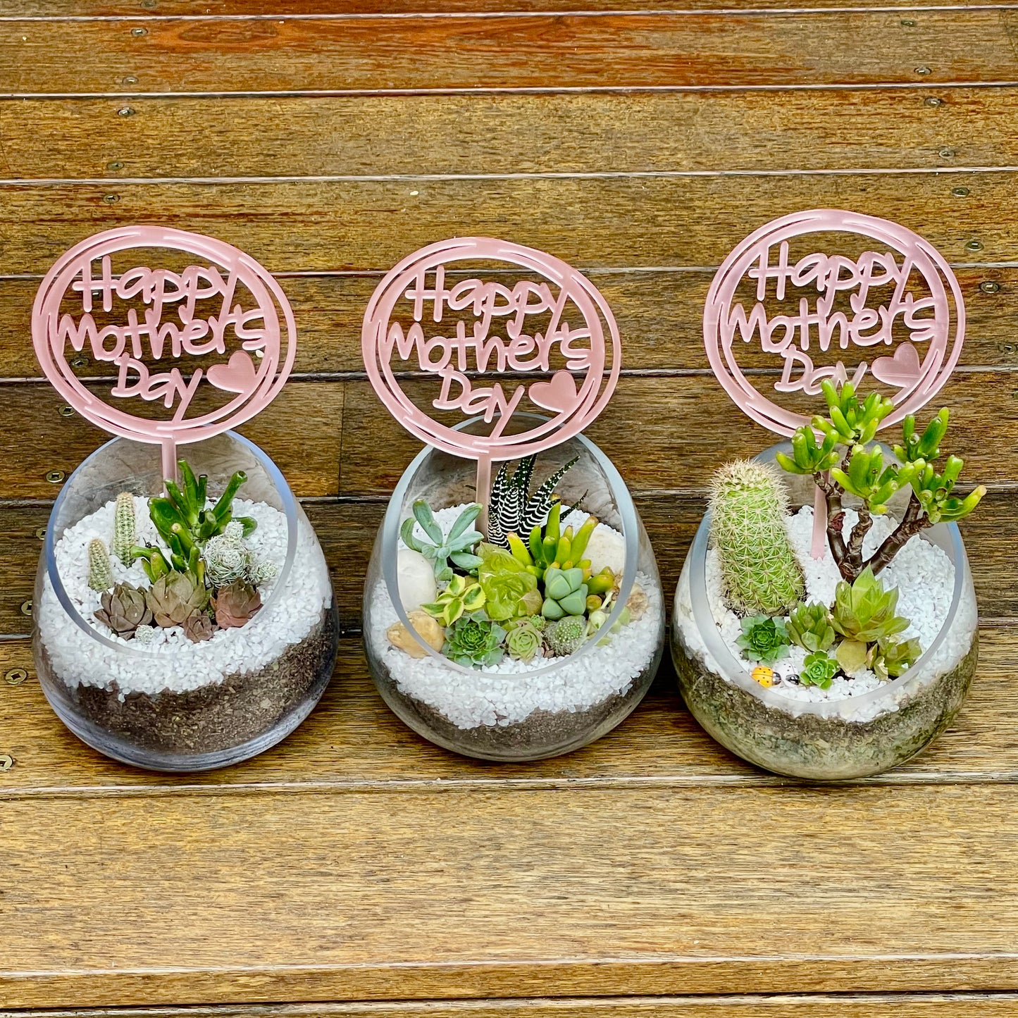 Succulent arrangement  Mother’s Day gift only local pick up from Gymea NSW 2227