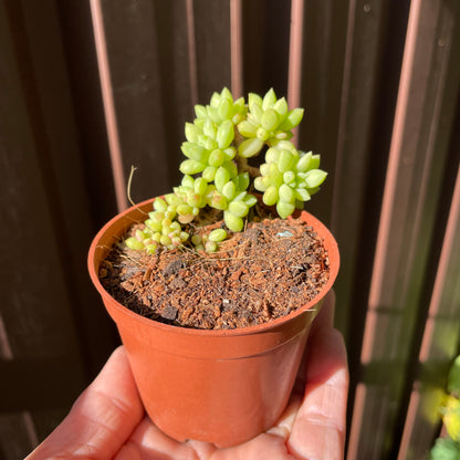 Succulent Sedum Billy Beans