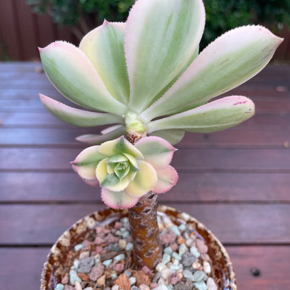 Aeonium Sunburst Variegated 2 heads