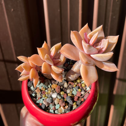 Succulent Graptoveria 'Douglas Huth' Bonsai  Thick Stems