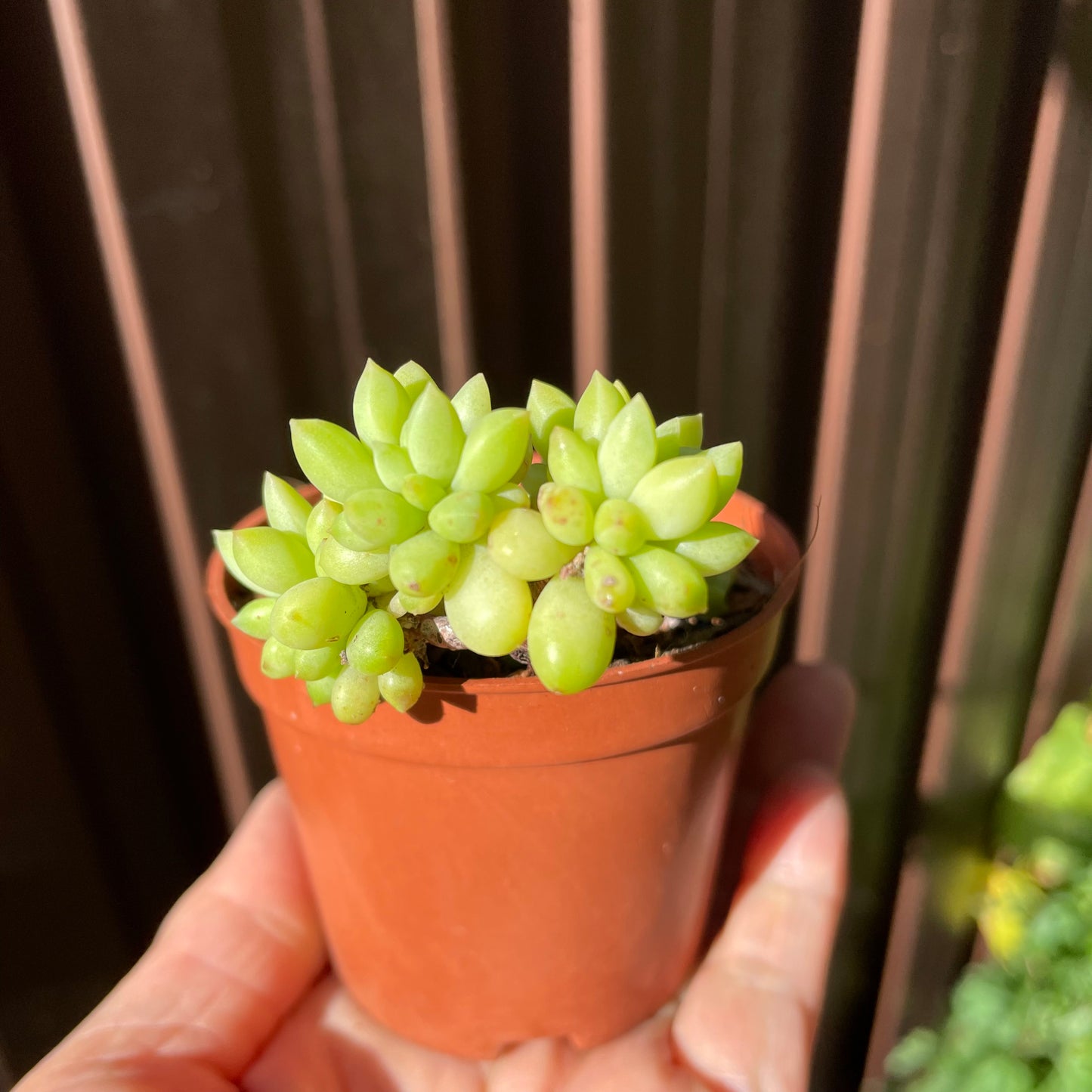 Succulent Sedum Billy Beans