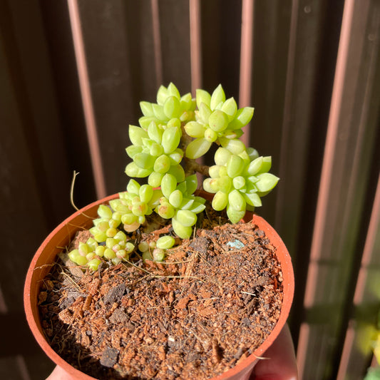 Succulent Sedum Billy Beans