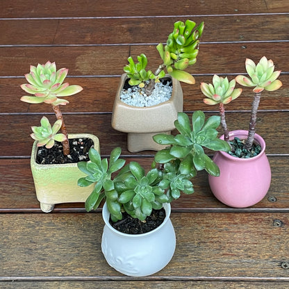 Succulent Collection Mother’s Day gift only local pick up from Gymea NSW 2227