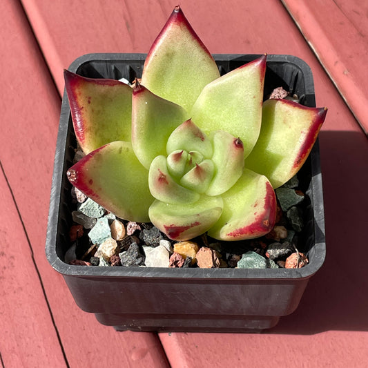 Echeveria Lipstick Succulent