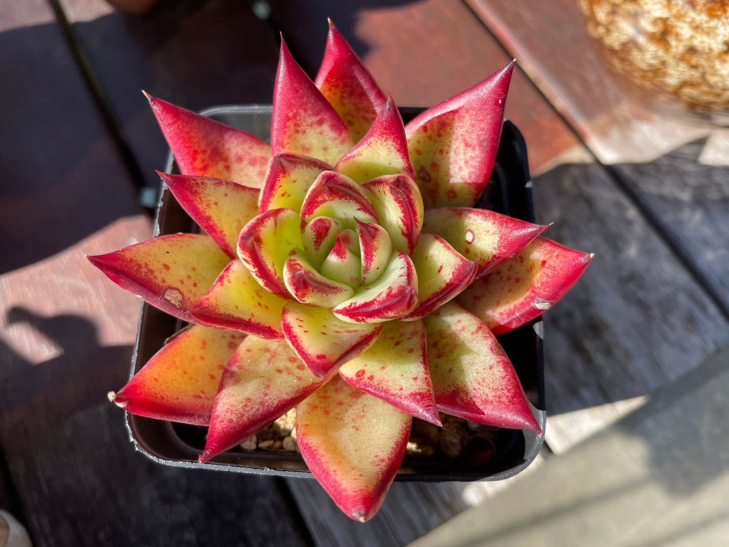 Echeveria Agavoides “Ebony” Red Succulent