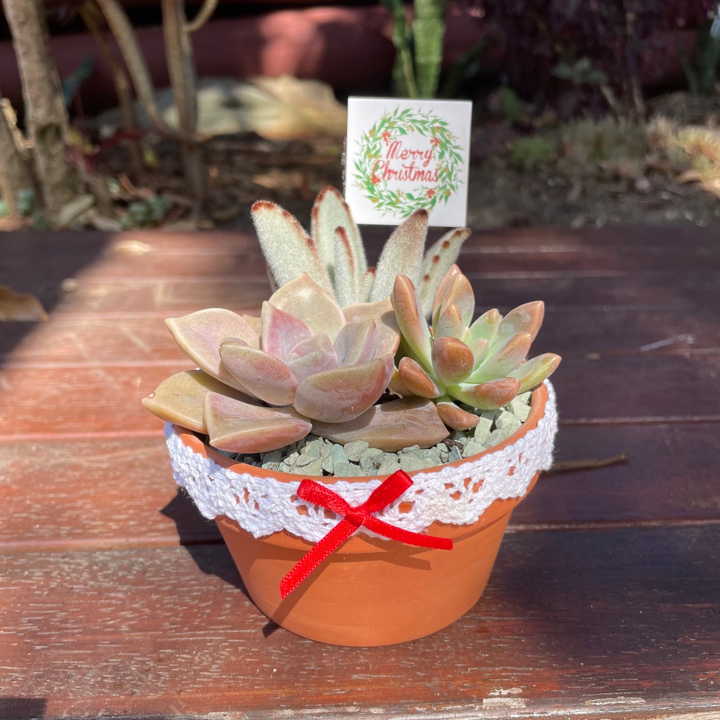 Christmas Gifts Succulent favours only local pick up from Gymea 2227