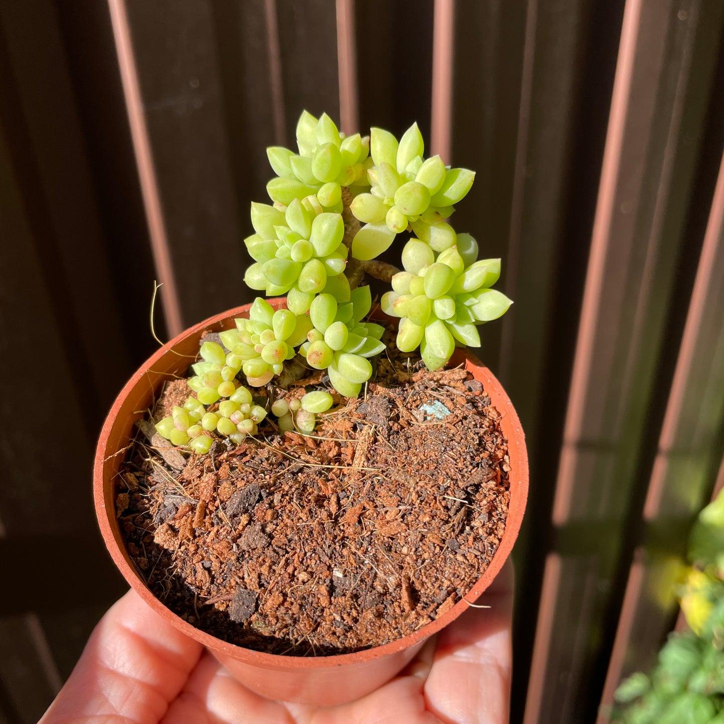 Succulent Sedum Billy Beans