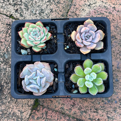 Echeveria set