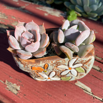 2x Echeveria Succulent Plants Cubic Frost & Orion Live Rooted AU