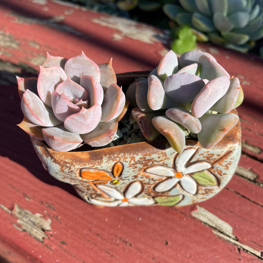 2x Echeveria Succulent Plants Cubic Frost & Orion Live Rooted AU