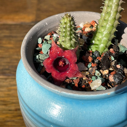 Huernia schneideriana "Red Dragon Flower"