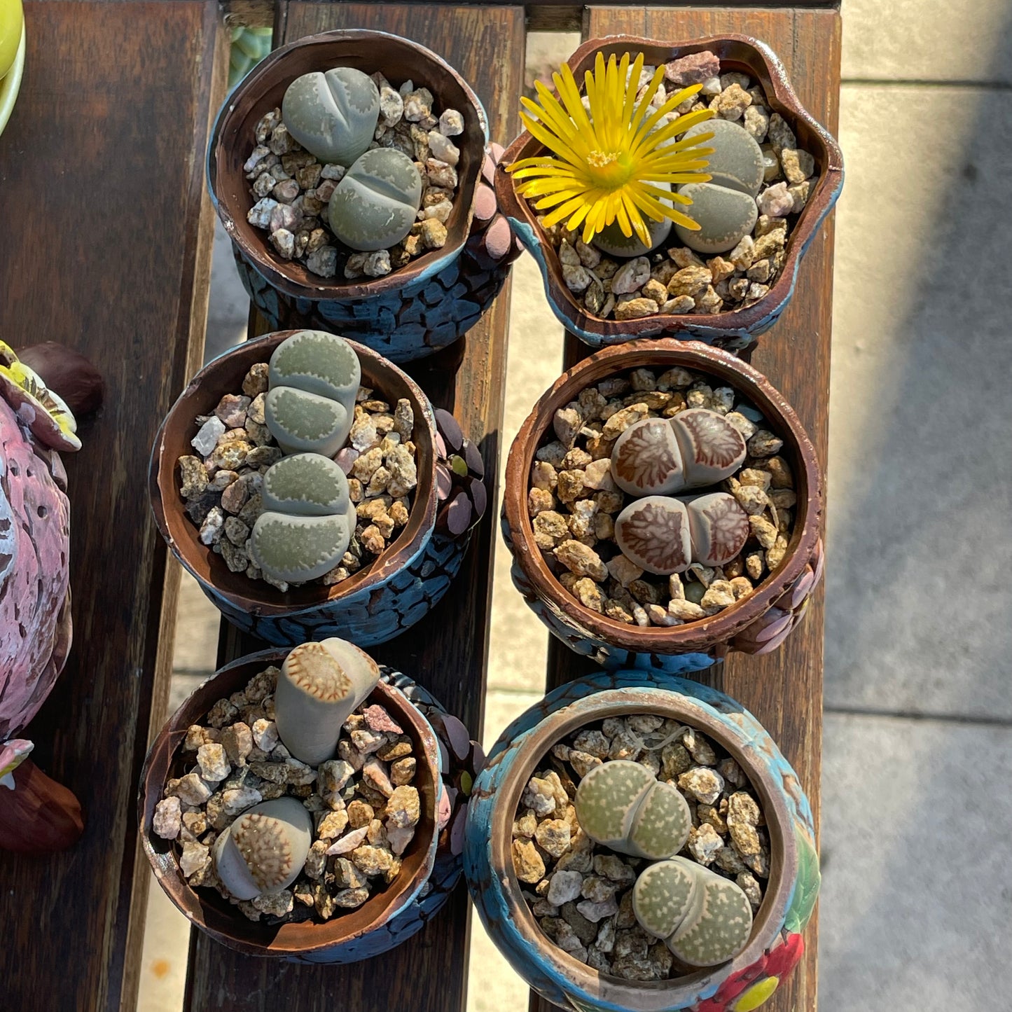 Living stone(Lithops)