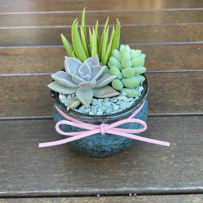 Succulent Wedding Favour Only Local Pickup
