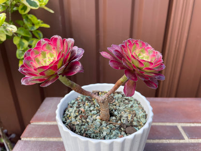 Succulent Aeonium Mardi Gras 2 Heads - 红覆轮