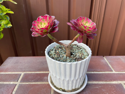 Succulent Aeonium Mardi Gras 2 Heads - 红覆轮