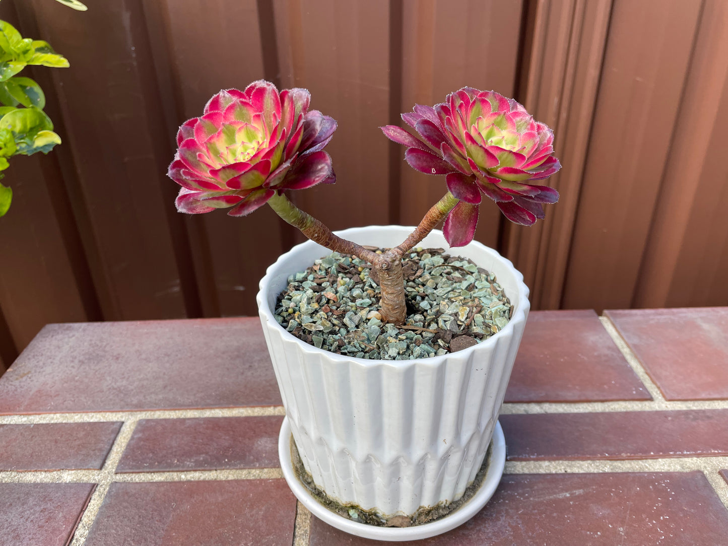 Succulent Aeonium Mardi Gras 2 Heads - 红覆轮