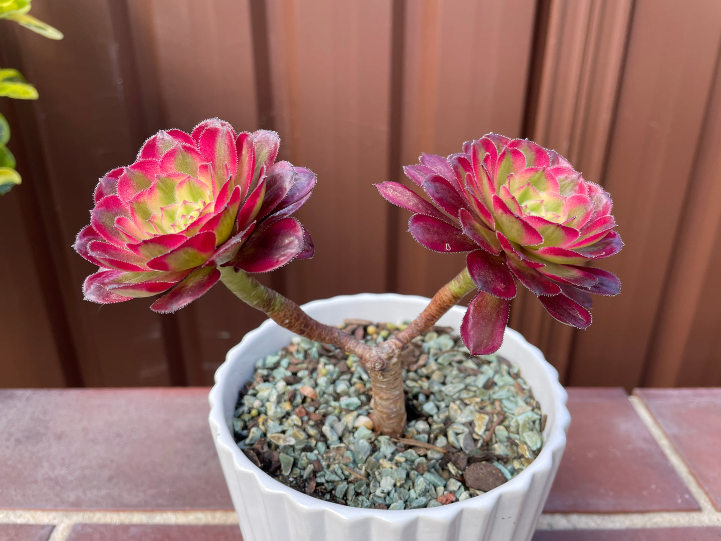 Succulent Aeonium Mardi Gras 2 Heads - 红覆轮