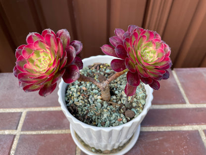 Succulent Aeonium Mardi Gras 2 Heads - 红覆轮