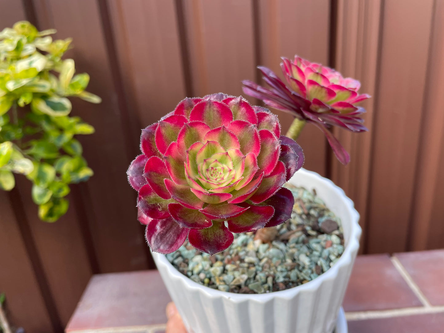 Succulent Aeonium Mardi Gras 2 Heads - 红覆轮