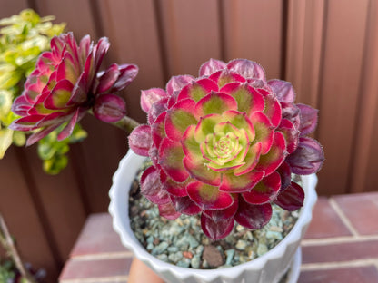 Succulent Aeonium Mardi Gras 2 Heads - 红覆轮