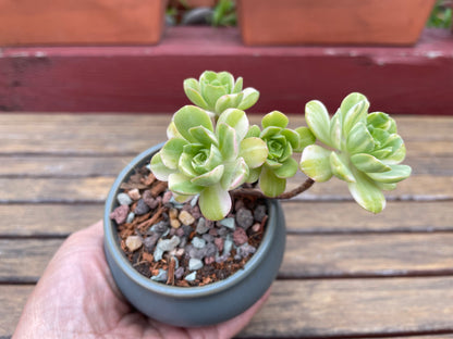 Aeonium Suncup Castello Paivae Variegated - 爱染锦