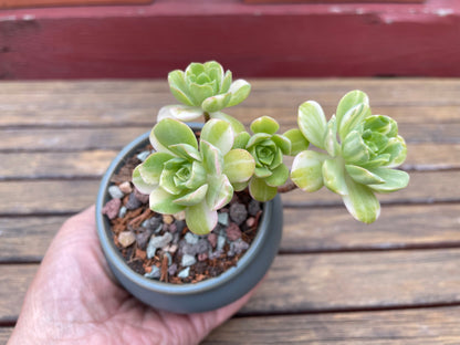 Aeonium Suncup Castello Paivae Variegated - 爱染锦