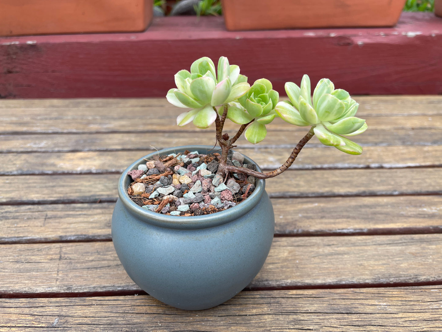 Aeonium Suncup Castello Paivae Variegated - 爱染锦